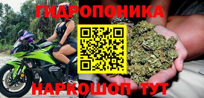 шишки Кингисепп